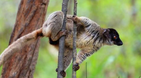 褐美狐猴的养护方法！
