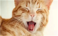 猫咪为什么要打咕噜呢