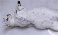 猫咪怀孕为什么会打滚呢怎么回事