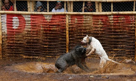 这4种猛犬，被称为“野猪的克星”，其中一种来自中国