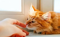 猫咪为什么喜欢闻味道