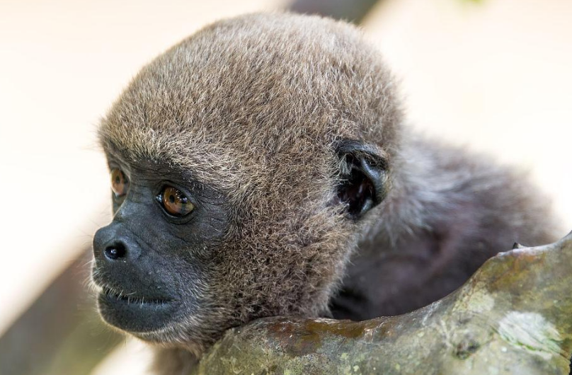 绒毛猴最喜欢吃什么?不清楚的快来看看