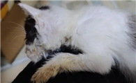 2个月大的小猫猫瘟怎么治啊