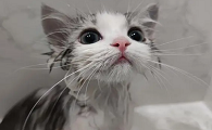 猫咪为什么最怕洗澡