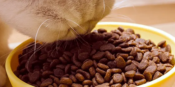 贵芬猫粮,细心呵护猫咪健康 贵芬猫粮,细心呵护猫咪健康
