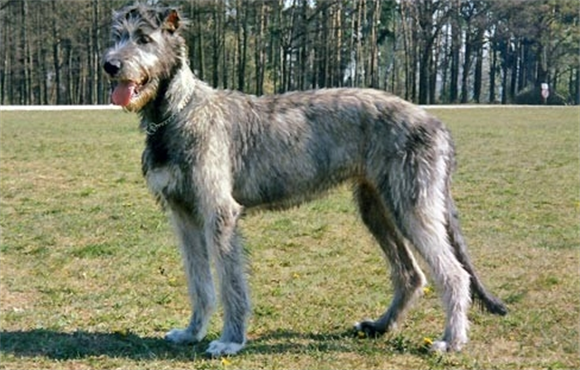 爱尔兰猎狼犬哪里卖？到正规的狗狗交易市场
