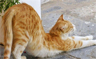 猫咪屁股蠕动是为什么呢