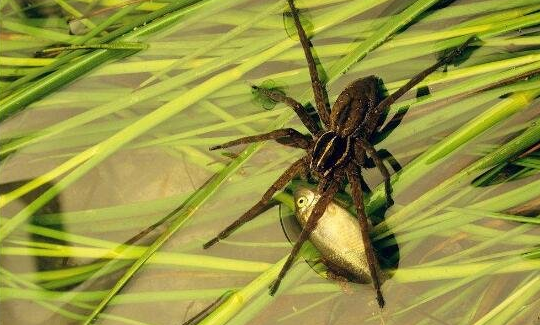 此外,水蜘蛛全身长着防水绒毛,还附着了很多气泡.