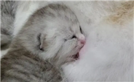 猫咪为什么吃了奶就吐啊