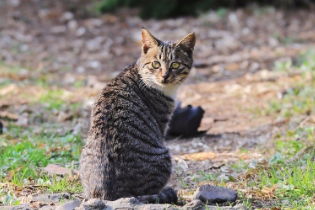 普通狸花猫多少钱一只 普通狸花猫多少钱一只