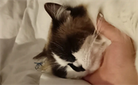 猫咪为什么会送心呀