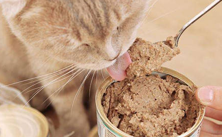 原之选猫罐头:满足猫咪挑剔口味的高品质食品 原之选猫罐头:满足猫咪挑剔口味的高品质食品
