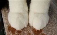 猫咪为什么是汗脚呢