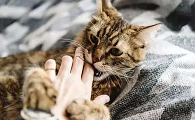 猫咪为什么会想扑向你叫
