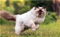 猫跑了怎么找啊