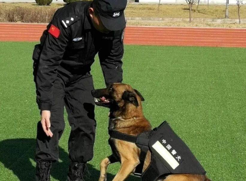 警犬平时都吃什么？