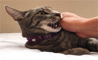 猫咪为什么攻击主人手机