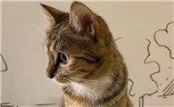 狸花猫认第二个主人吗