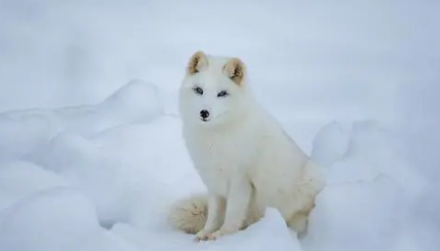 雪狐可以养吗,雪狐的食物来源 雪狐可以养吗,雪狐的食物来源