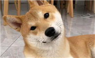 狗狗为什么会歪头看你呢