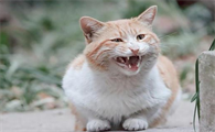 猫咪为什么会吵人
