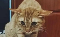 猫咪耳朵往后倒是为什么