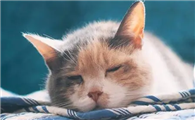 猫咪为什么不能打扰别人啊