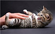 为什么要对猫做脱敏训练呢