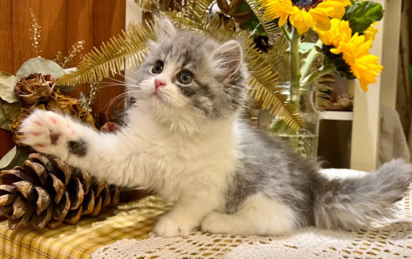 端午高地猫多少钱 端午高地猫多少钱