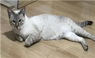 猫咪走路总是摔跤是为什么呢