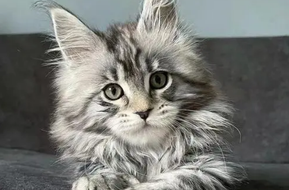 俄罗斯缅因猫猫舍网站联系方式