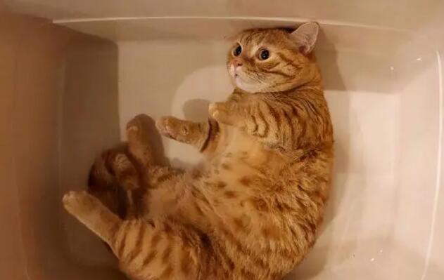 橘猫品相怎么看