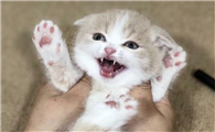 猫咪为什么黏小孩呢