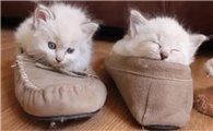 猫咪为什么喜欢靠着你鞋子啊