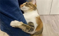 猫咪为什么会爱抱着主人呢