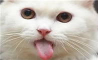 猫咪为什么那么喜欢伸舌头呢