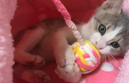 萌猫玩彩球嗨到翻肚「瞬间睡着」网友：罐罐可以重开机