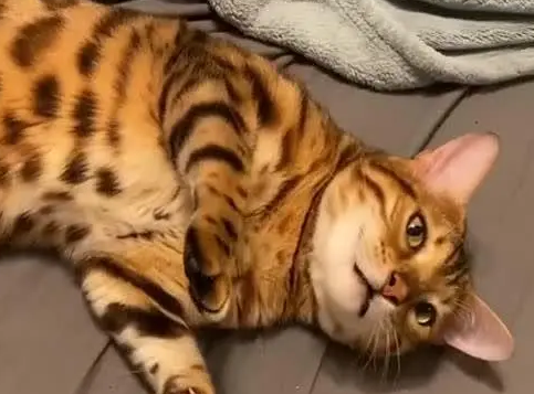 虎皮猫一般多少钱一只