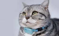 猫咪为什么需要报警器