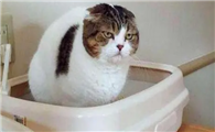 猫咪为什么总是跑到厕所啊