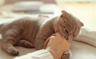猫咪为什么会忽然生气咬人