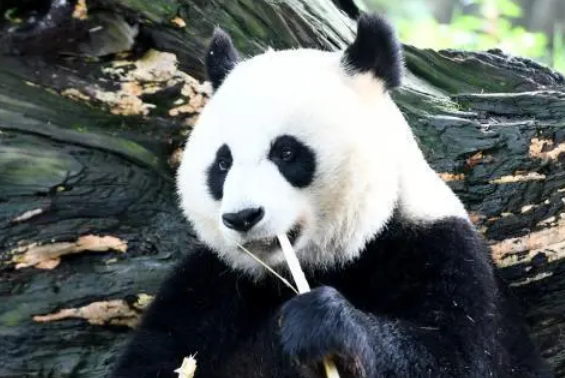 熊猫吃什么东西 熊猫吃什么东西