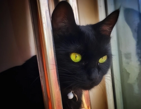 玄猫护身的人厉害吗