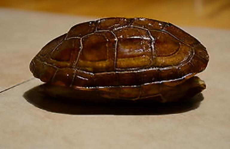王八的寓意和象征 王八的寓意和象征