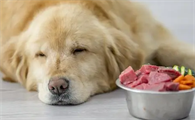 狗为什么不喜欢吃牛肉