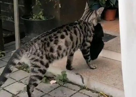 流浪猫:无以为报,干脆送你个孩子吧? 流浪猫:无以为报,干脆送你个孩子吧?