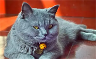 为什么有些猫咪比较傲娇呢