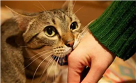 猫咪为什么咬主人裤腿上啊
