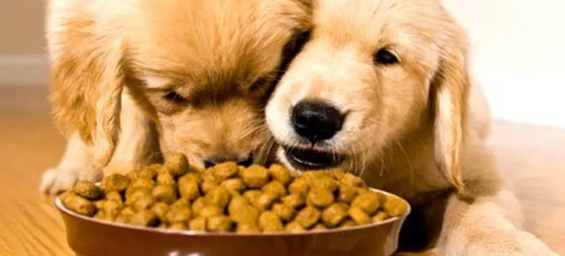买金毛幼犬如何买狗粮啊