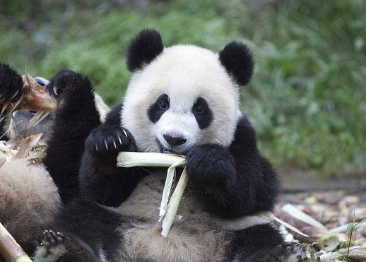 熊猫爱吃什么食物 熊猫爱吃什么食物